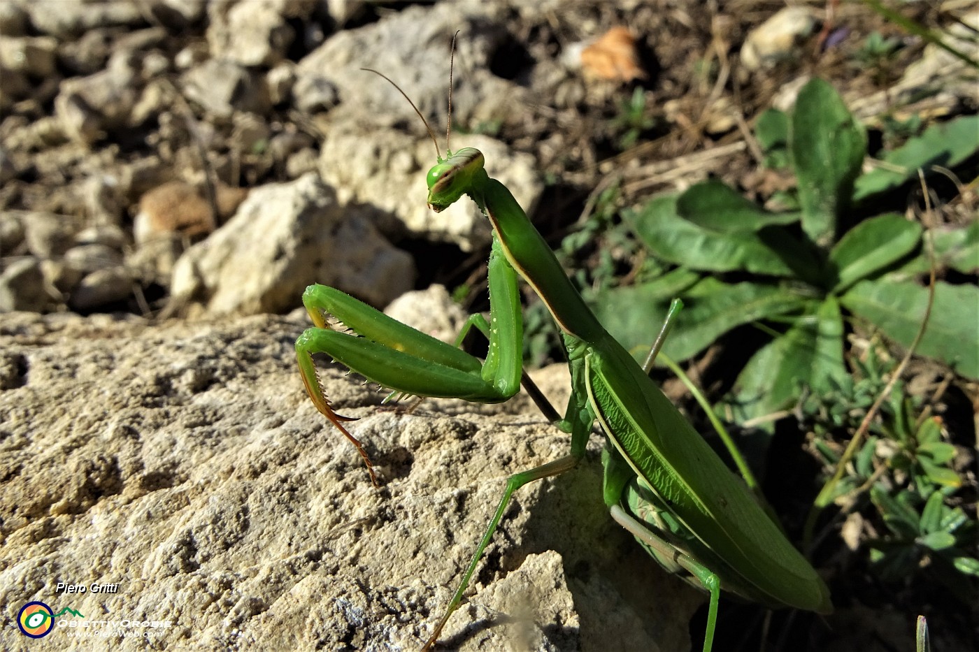 31 Mantide religiosa.JPG